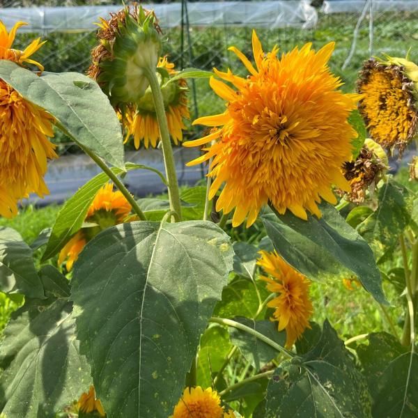 ひまわり様 グッドスマイル[ひまわり] - e-種や｜国内最大級の野菜種・花種・苗