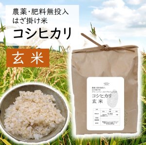 訳あり！農薬・肥料無投入 はざ掛け米 新米 コシヒカリ 【玄米】　1kgまたは3kg 【食品】の商品画像