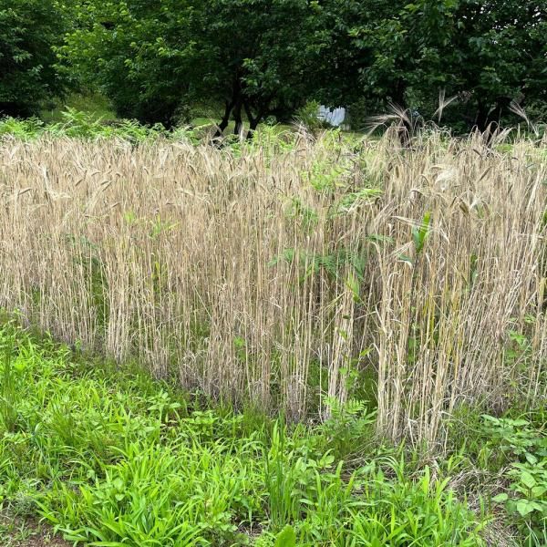 古代小麦 エンマー小麦の固定種の通販｜グリーンマーケット