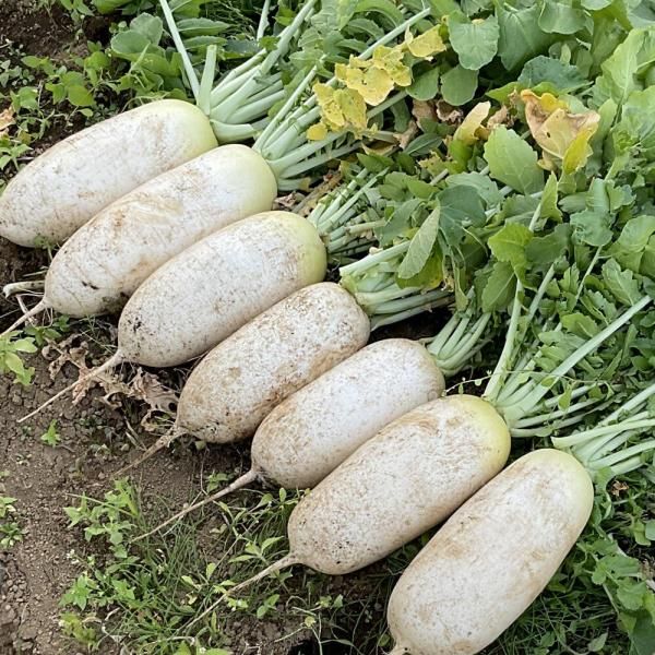 打木源助 大根の種 1L 1リットル 源助大根 打木源助大根の有機種子の販売｜グリーンマーケット