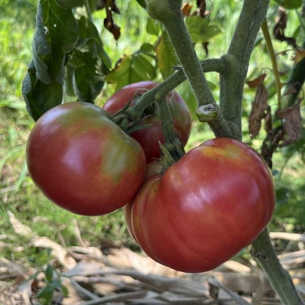 バリトマトの種(自然栽培・固定種) バリトマトの種(自然栽培・固定種) Amazon.co.jp: バリトマトの種 自然