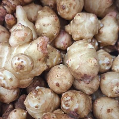 菊芋 種イモ 無農薬の販売 | グリーンマーケット