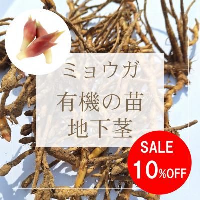ミョウガの有機の苗（地下茎）の通販 ｜ グリーンマーケット