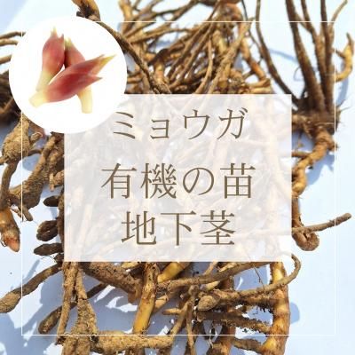 ミョウガの有機の苗（地下茎）の通販 ｜ グリーンマーケット