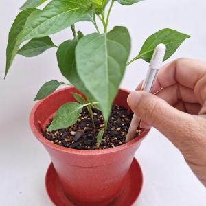 ハーブ・野菜・スプラウト・花の有機の種専門店 グリーンフィールド