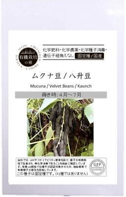 ムクナ豆 八升豆の固定種の通販｜グリーンマーケット