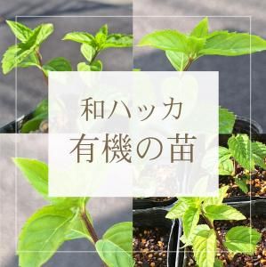 <img class='new_mark_img1' src='https://img.shop-pro.jp/img/new/icons1.gif' style='border:none;display:inline;margin:0px;padding:0px;width:auto;' />2025ǯͭġ¥ϥå 4ĥåȡڰϰ ͽ ڽ缡ȯۤξʲ