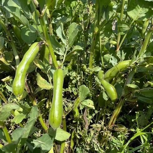 そら豆 一寸そら豆の有機のタネの通販 | グリーンマーケット