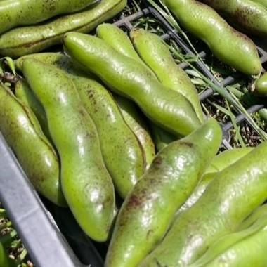 そら豆 一寸そら豆の有機のタネの通販 | グリーンマーケット