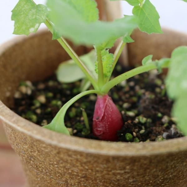 ラディッシュ 二十日大根の有機種子の販売｜グリーンマーケット