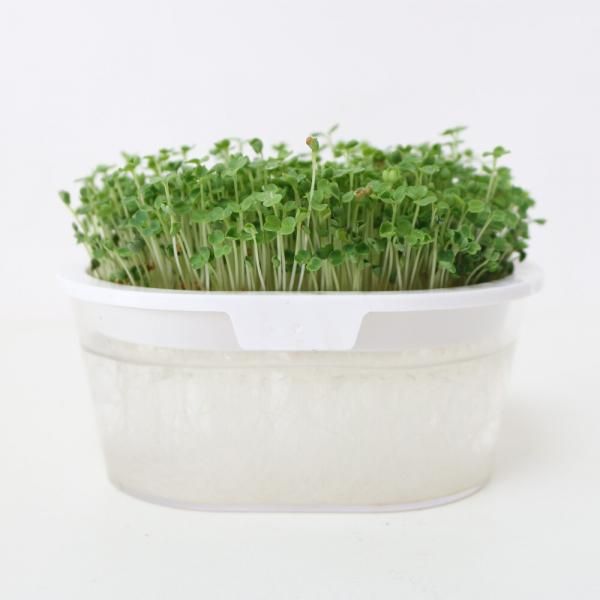 ロケット ルッコラスプラウトの有機種子の販売｜グリーンマーケット