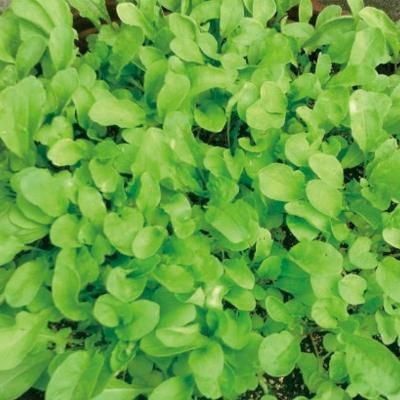 ロケット ルッコラ サラダロケットの固定種の販売｜グリーンマーケット