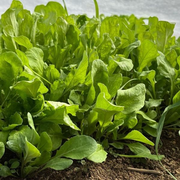 ロケット ルッコラ サラダロケットの固定種の販売｜グリーン