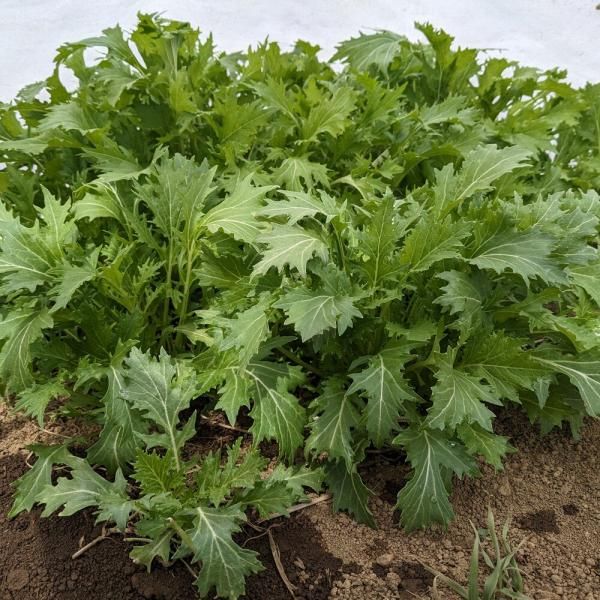 水菜 みずなの有機種子の有機種子の販売｜グリーンマーケット