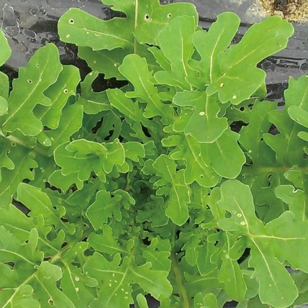 ＊ルッコラページ＊ ルッコラ サラダロケット 有機種子 販売 苗木部 By 花ひろば