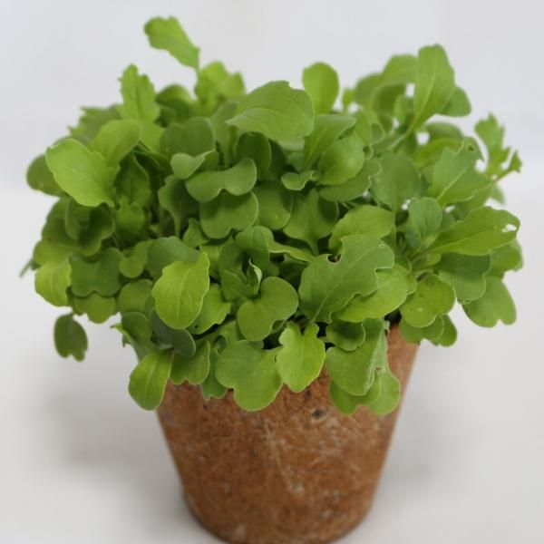 ＊ルッコラページ＊ ルッコラ サラダロケット 有機種子 販売 苗木部 By 花ひろば