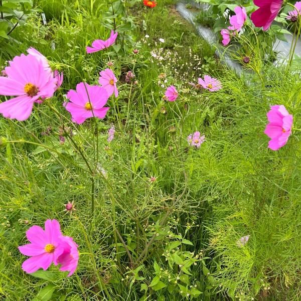 コスモス ミックスカラーの有機種子の販売｜グリーンマーケット