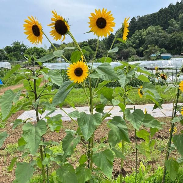 ひまわり 中輪の有機種子の販売｜グリーンマーケット