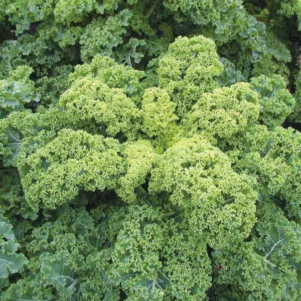 ケール カーリータイプ 緑葉の有機種子の通販｜グリーンマーケット