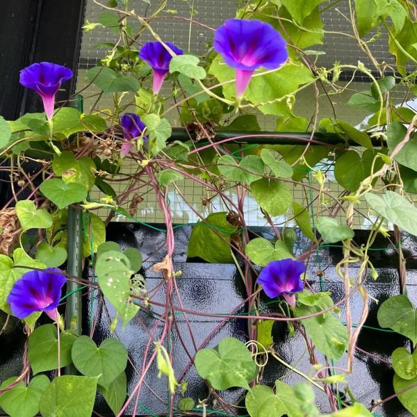 朝顔 ミックスカラーの有機種子の販売｜グリーンマーケット