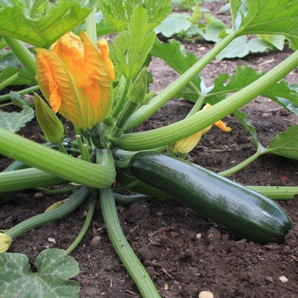 ズッキーニ ブラックビューティーの固定種の通販 ｜ グリーンマーケット