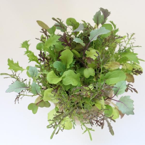 ベビーリーフの固定種の通販｜グリーンマーケット