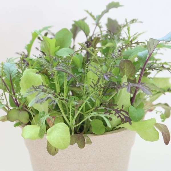 ベビーリーフの固定種の通販｜グリーンマーケット