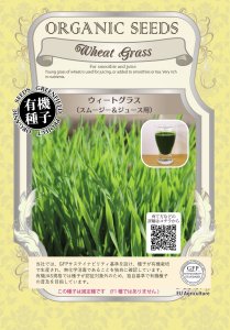 ウィートグラス / 小麦 スムージー＆ジュース用 (サイズ：S/M/L)の商品画像