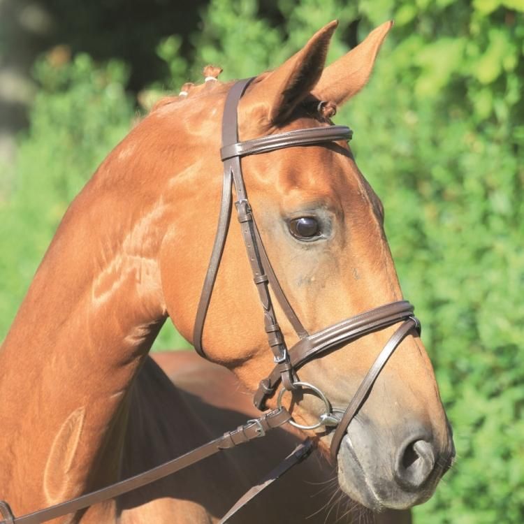 乗馬用品 頭絡セット 本革 鼻革 マルタン ハミ 水勒 手綱 JEFFRIES