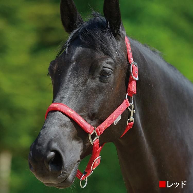 Waldhausen 馬柄ホルター 無口 WHLH1 無口頭絡 - 乗馬用品プラス｜馬具 