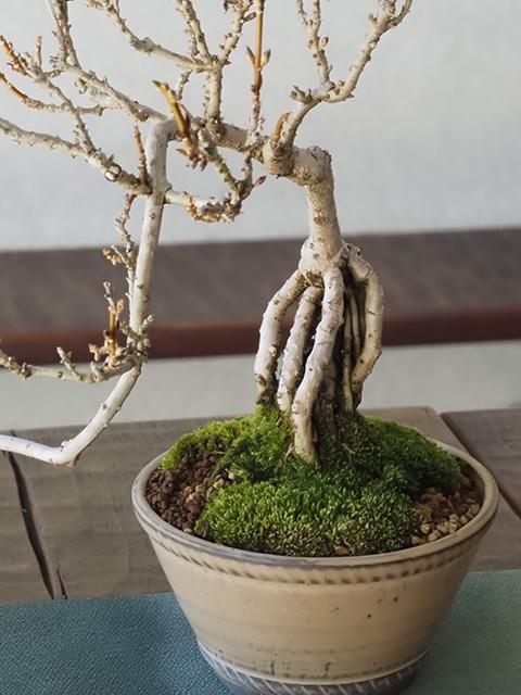 レンギョウ盆栽 | 懸崖仕立て - 盆栽のセレクトショップ・花ほうろ レンギョウ盆栽 | 懸崖仕立て - 盆栽のセレクトショップ・花ほうろ