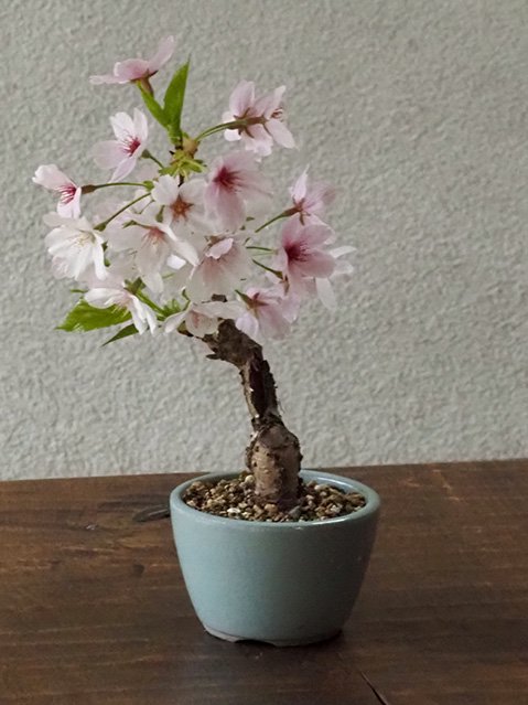 新築祝いや開店祝に桜の盆栽が素敵です ～ソメイヨシノ盆栽仕立て～