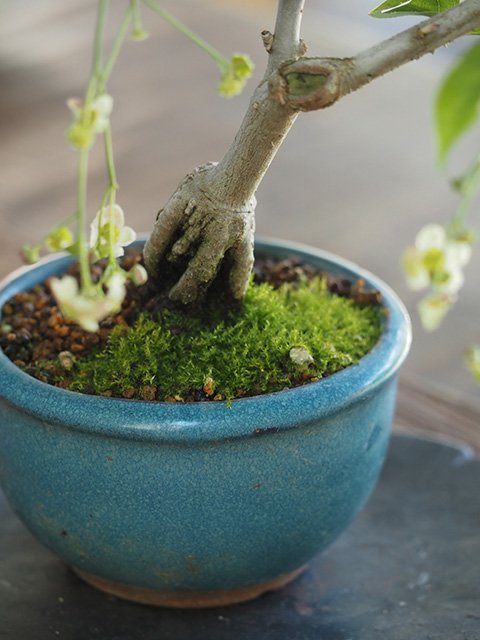 吊り花まゆみの小品盆栽 | 人気の実もの盆栽 -盆栽のセレクトショップ 〜花ほうろ〜