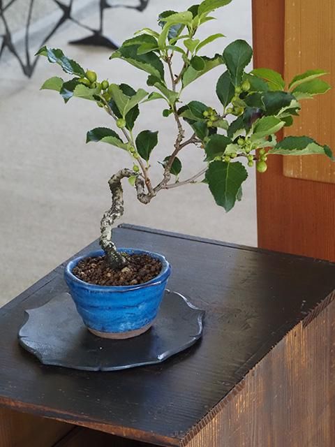 小品盆栽 ツルウメモドキ うるさ