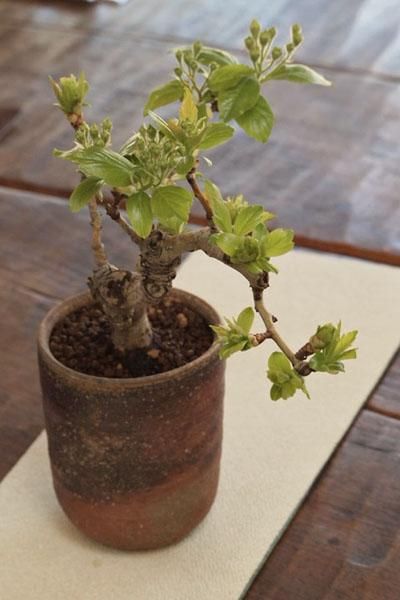 初入荷! 人気の実もの盆栽 ~さんざし・備前鉢仕立て~ 初入荷! 人気の実もの盆栽 ~さんざし・備前鉢仕立て~