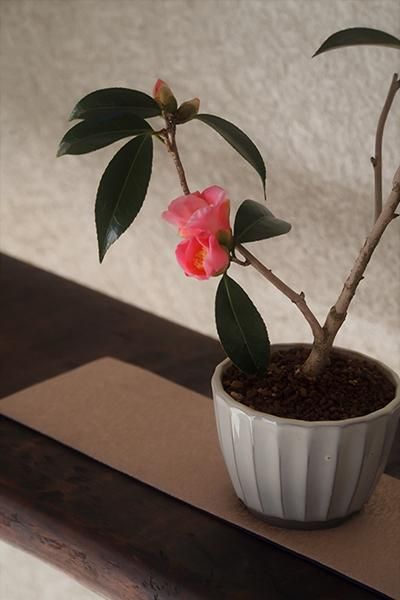 苗：侘助椿 各種 | すべての商品 | 遊恵盆栽 本店