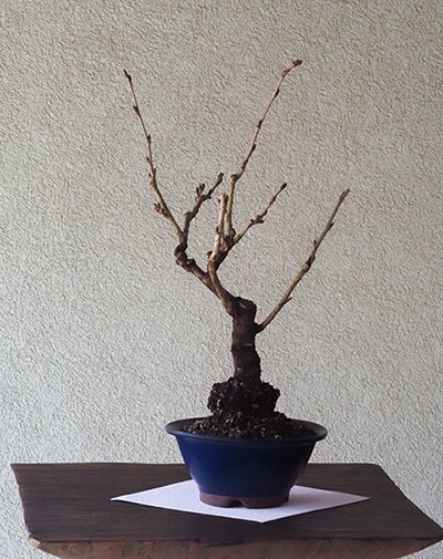 桜の中の桜 ソメイヨシノ盆栽中鉢仕立て