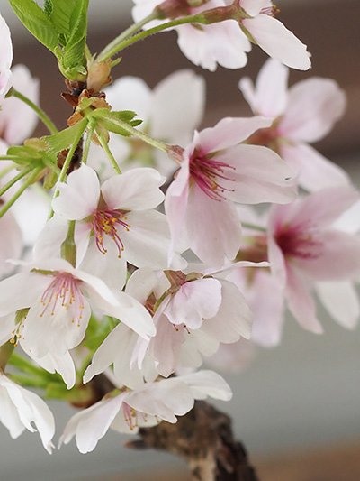 新築祝いや開店祝に桜の盆栽が素敵です　～ソメイヨシノ小品盆栽仕立て～