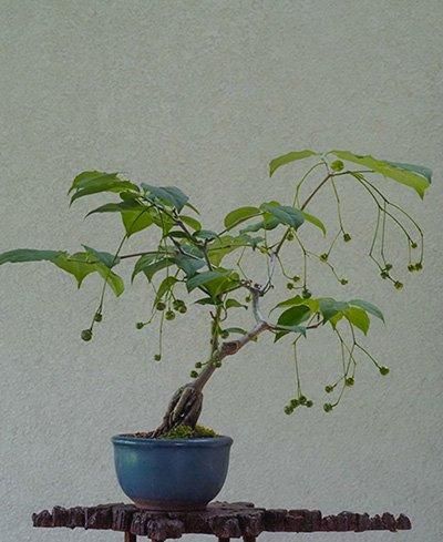 エゴの木(桃花)大幹小品盆栽 エゴの木(桃花)大幹小品盆栽 エゴの木(桃花)大幹小品盆栽 赤花