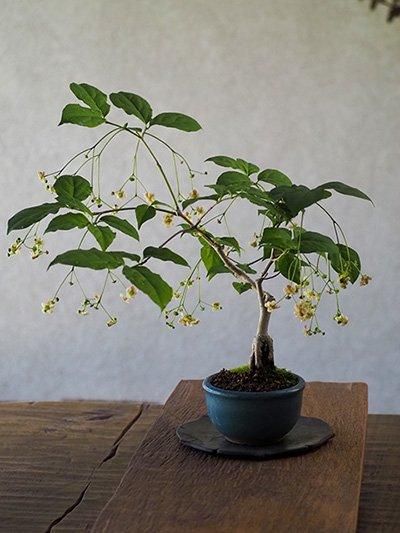 ひまり〈吊り花まゆみ〉 吊り花まゆみの小品盆栽 | 人気の実もの盆栽 -盆栽のセレクト