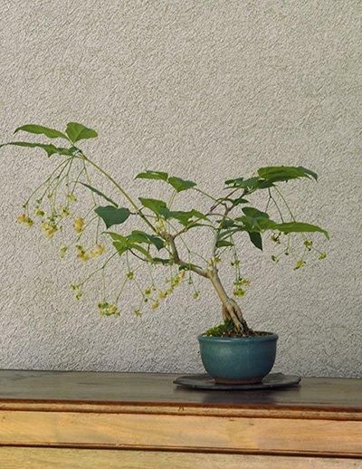 ひまり〈吊り花まゆみ〉 吊り花まゆみの小品盆栽 | 人気の実もの盆栽 -盆栽のセレクト