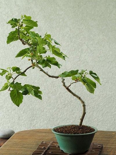 初夏の樹 | 桑の盆栽仕立て - 盆栽のセレクトショップ 〜花ほうろ〜