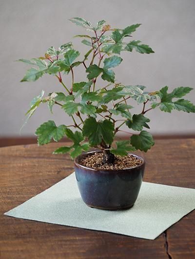 アイアン花器・備前焼のセレクトショップ 花ほうろ