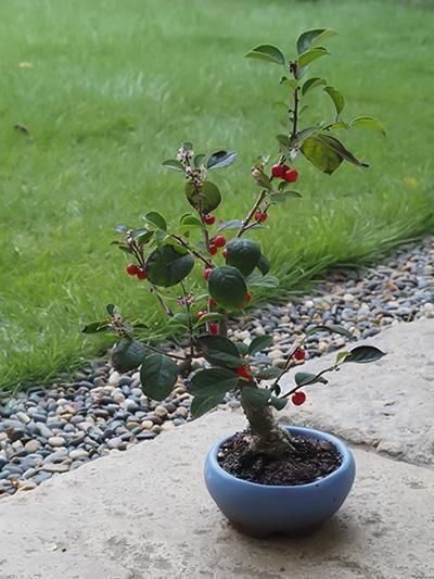 アイアン花器・備前焼のセレクトショップ 花ほうろ