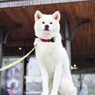 秋田犬が写真集に！ 11/24発売イベント（東京・豊洲）に