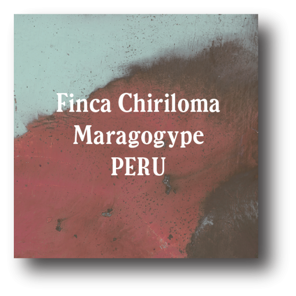 <img class='new_mark_img1' src='https://img.shop-pro.jp/img/new/icons5.gif' style='border:none;display:inline;margin:0px;padding:0px;width:auto;' />Perú Finca Chiriloma Maragogype 100g