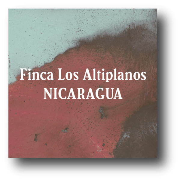 <img class='new_mark_img1' src='https://img.shop-pro.jp/img/new/icons5.gif' style='border:none;display:inline;margin:0px;padding:0px;width:auto;' />Nicaragua Finca Los Altiplanos Pacamara 200g