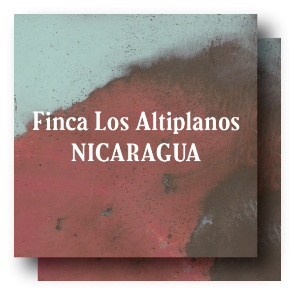 <img class='new_mark_img1' src='https://img.shop-pro.jp/img/new/icons5.gif' style='border:none;display:inline;margin:0px;padding:0px;width:auto;' />Nicaragua Finca Los Altiplanos Pacamara  400g (200g×2)