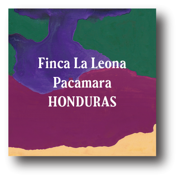 <img class='new_mark_img1' src='https://img.shop-pro.jp/img/new/icons5.gif' style='border:none;display:inline;margin:0px;padding:0px;width:auto;' />Honduras Finca La Leona Pacamara 200g