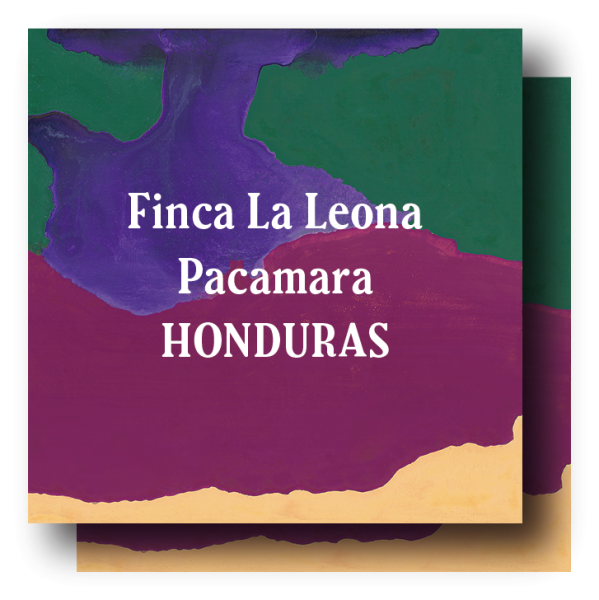 <img class='new_mark_img1' src='https://img.shop-pro.jp/img/new/icons5.gif' style='border:none;display:inline;margin:0px;padding:0px;width:auto;' />Honduras Finca La Leona Pacamara 400g(200g2)